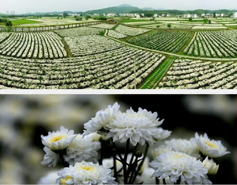 Herbal Flower Tea Xiao Bai Ju White Chrysanthemum