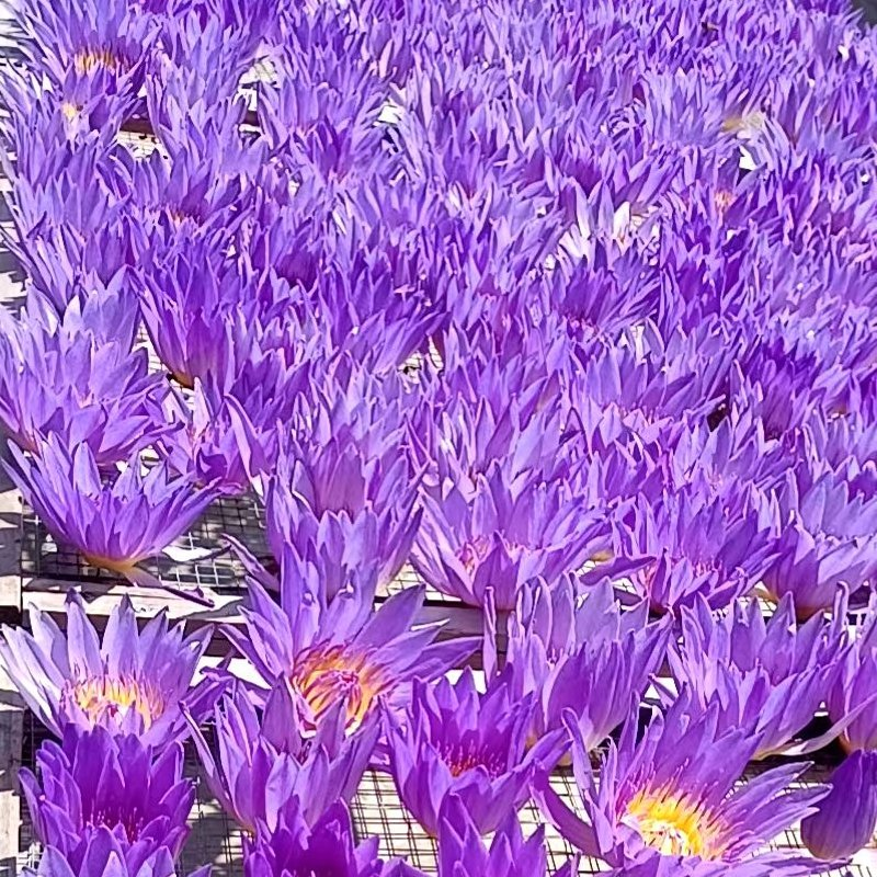 Herbal Tea Lan Lian Hua Wholesale Bulk Natural Nymphaea Caerulea Dried Bule Lotus Flowers for Tea