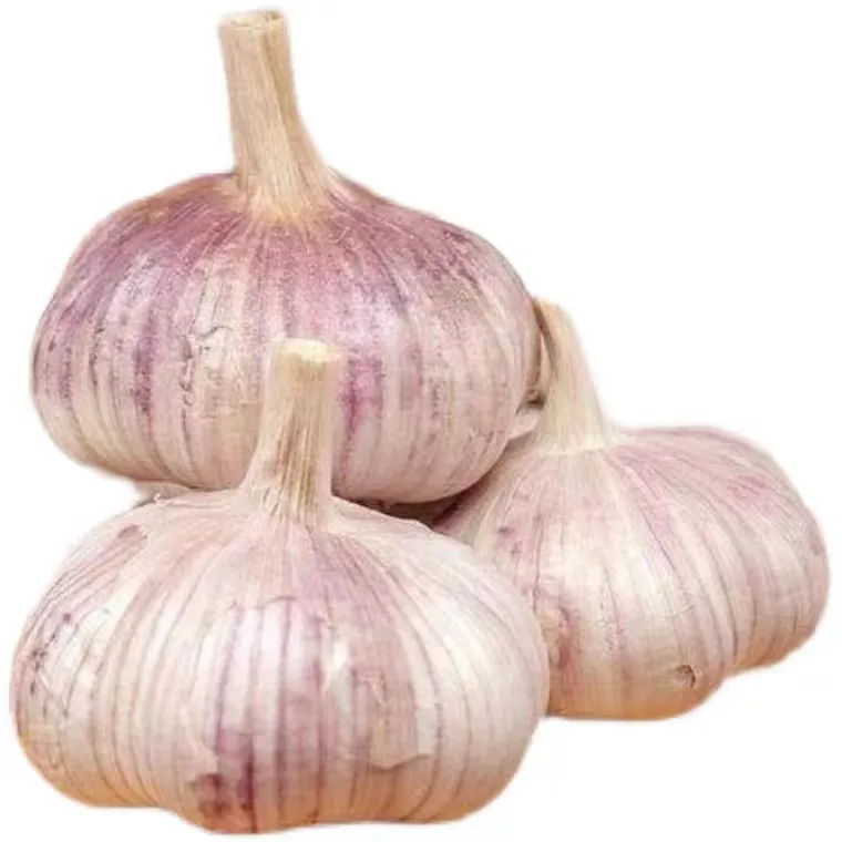 High Qaulity Black Garlic Fermented Black Garlic Single Head Bulbs Garlic
