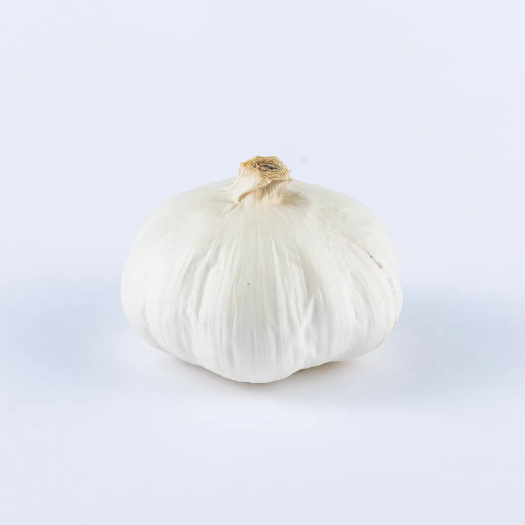 High Qaulity Black Garlic Fermented Black Garlic Single Head Bulbs Garlic