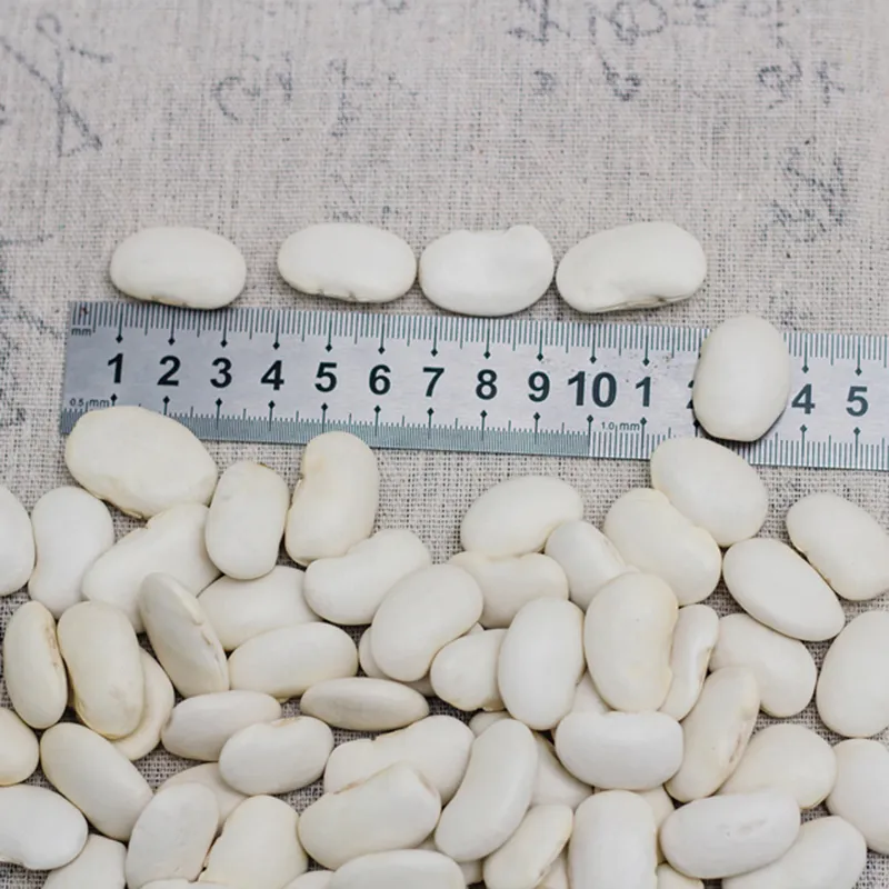 High Quality and Hot Selling China Large White Kidney Beans Baishake