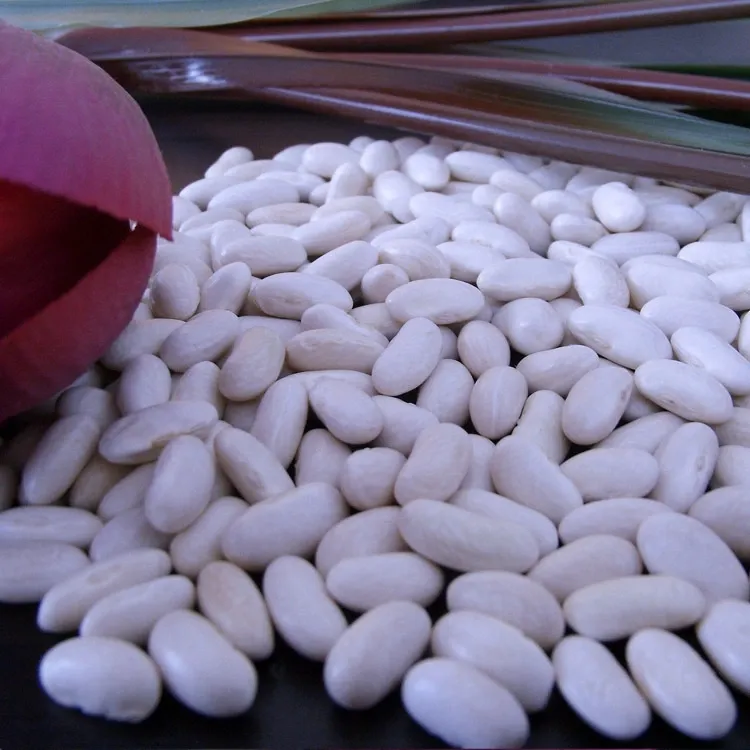 High Quality China Large White Kidney Beans Baishake at a Factory Price