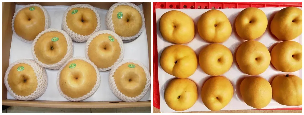 High Quality Delicious Sweet Fengshui Pear