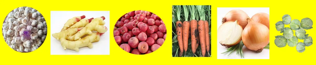 High Quality Dried Fresh Ginger Market Price Wholesale Ginger for Export