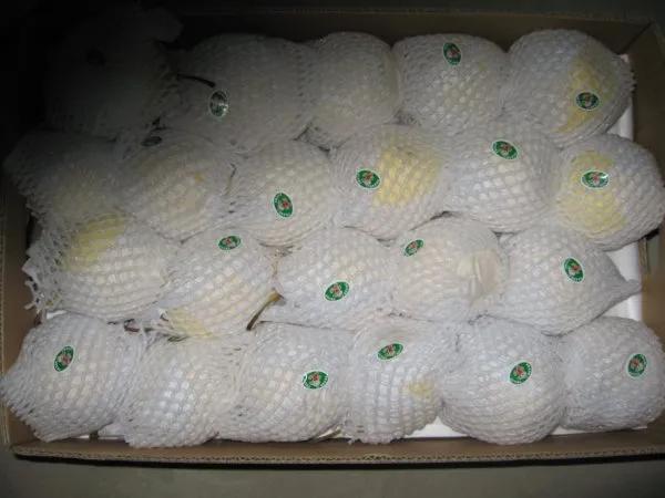 High Quality Fresh New Crop Ya Pear