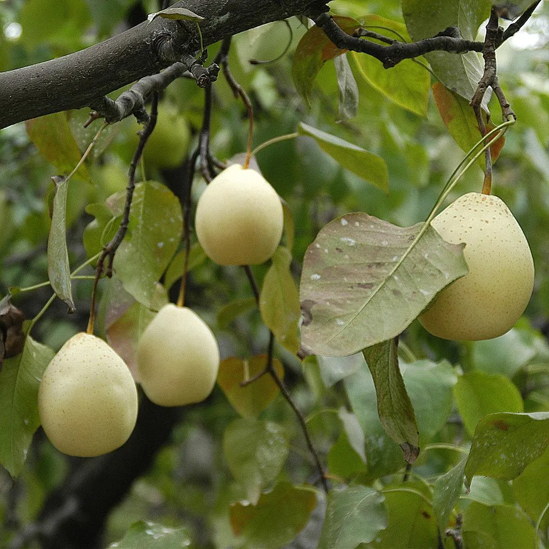 High Quality Fresh New Crop Ya Pear