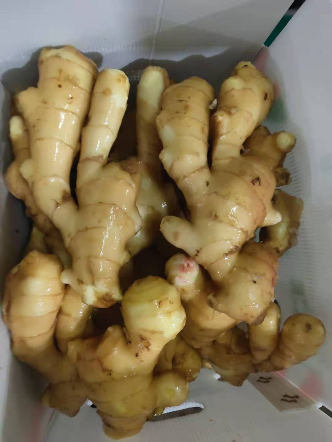 High Quality Ginger New Crop for America and Europe