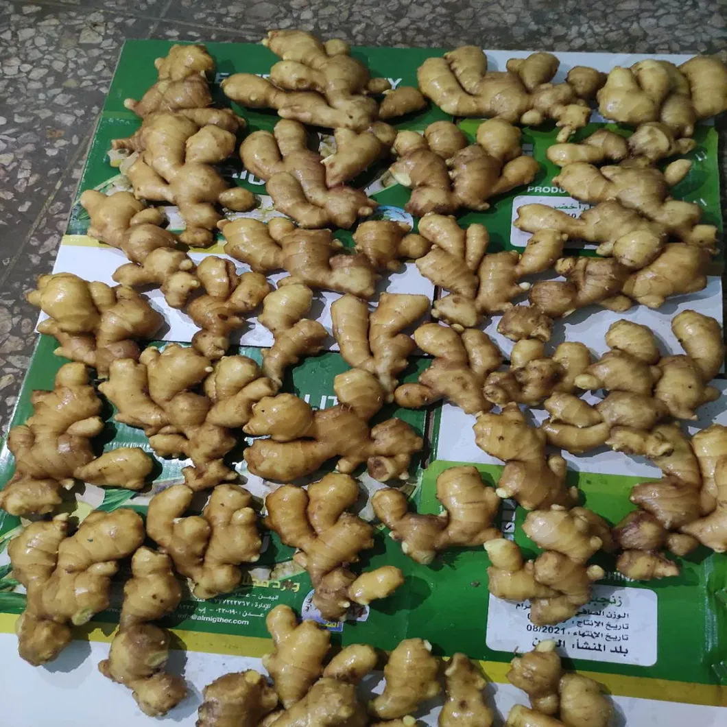 High Quality Ginger New Crop for America and Europe