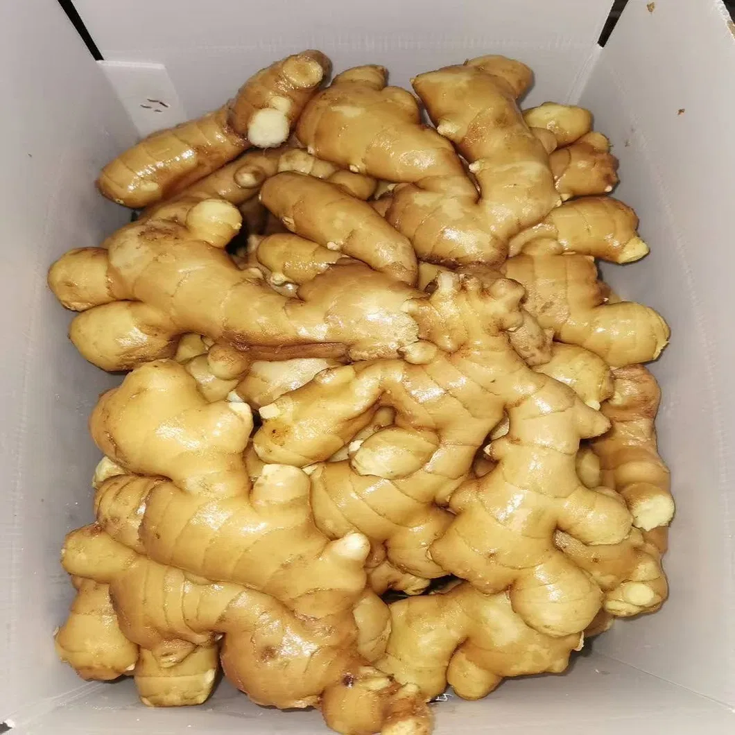 High Quality Ginger New Crop for America and Europe