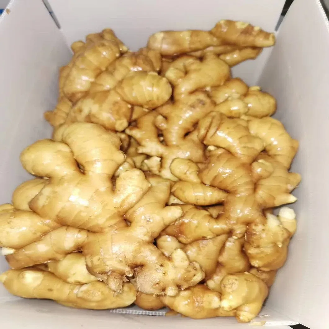 High Quality Ginger New Crop for America and Europe