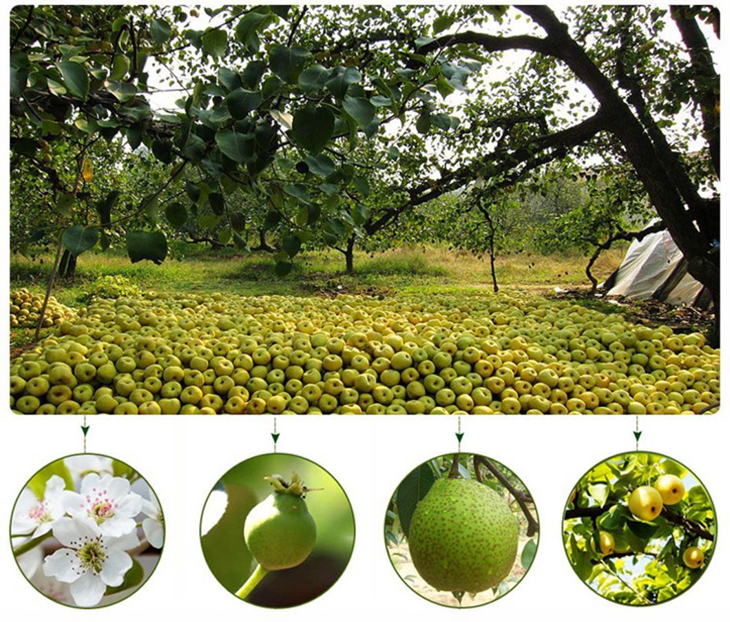 High Quality of Chinese Fresh Fruits Pear Price From Chinese Factory