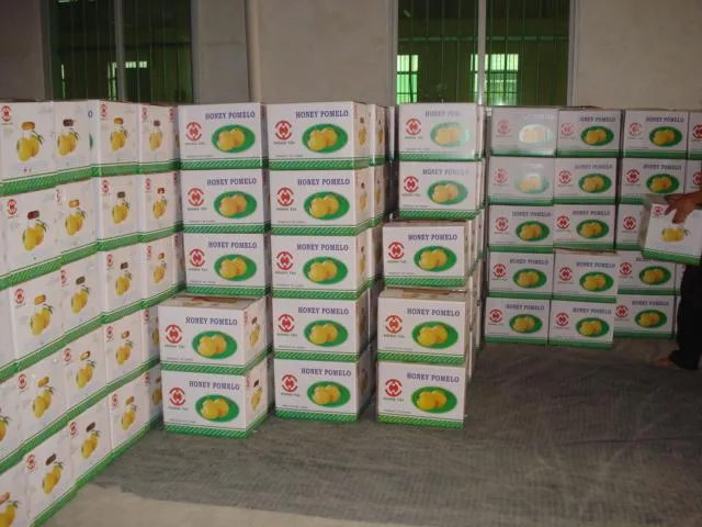 High Quality of Fresh Pomelo Fruits Wholesale Citrus Fruit Grapefruit From Chinese Factory