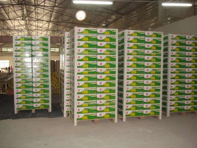 High Quality of Fresh Pomelo Fruits Wholesale Citrus Fruit Grapefruit From Chinese Factory