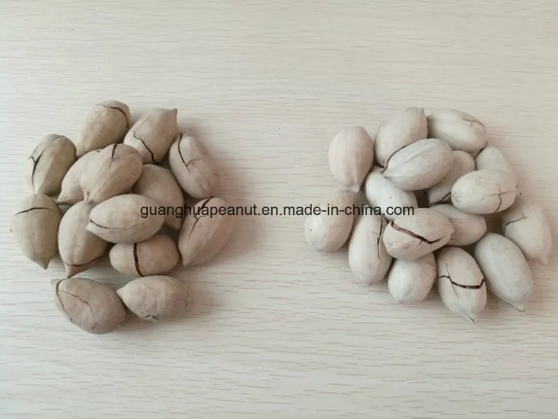 High Quality Pecan Nut Kernels with Factory Price
