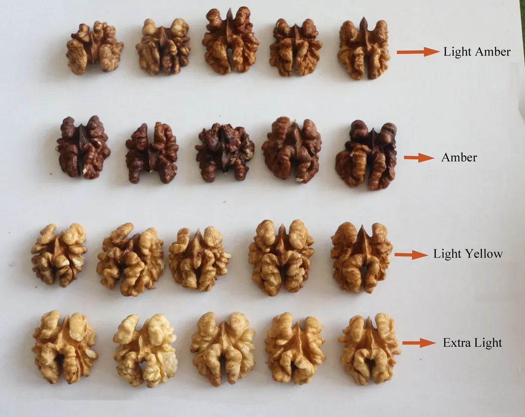 High Quality Walnuts Kernels 2021 Crop Year