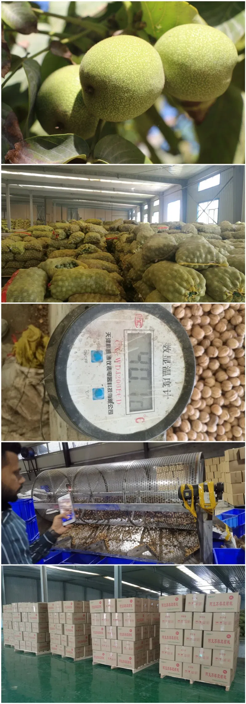 High Quality Walnuts Kernels 2021 Crop Year