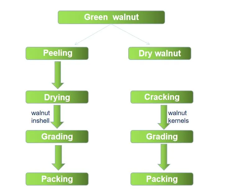 High Quality Walnuts Kernels 2021 Crop Year