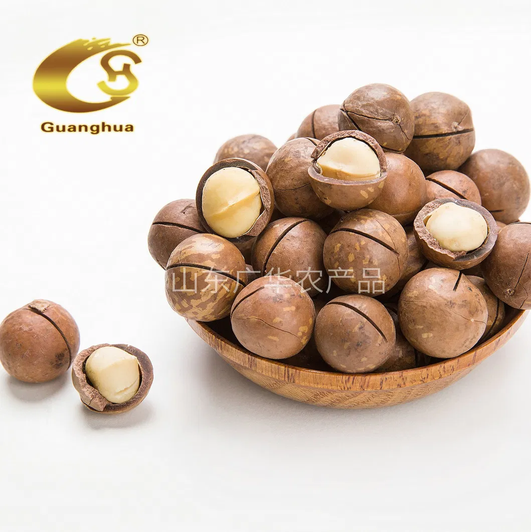 Hot Sale High-Quality Refined Macadamia in Shell
