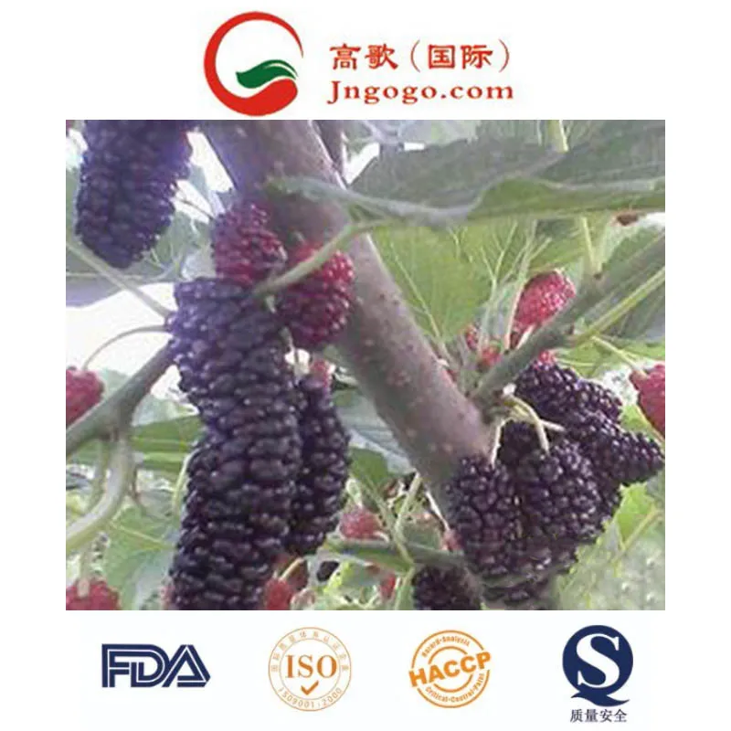 Hot Sale IQF Mulberry Frozen Mulberry
