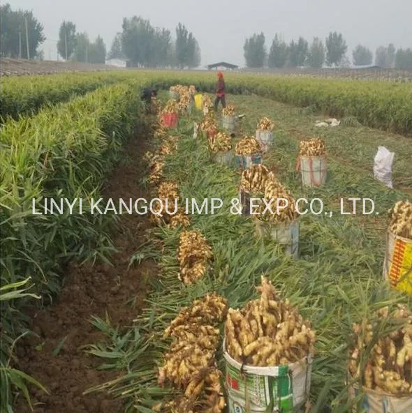 Hot Sale New Crop Organic Fresh Air Dried Ginger