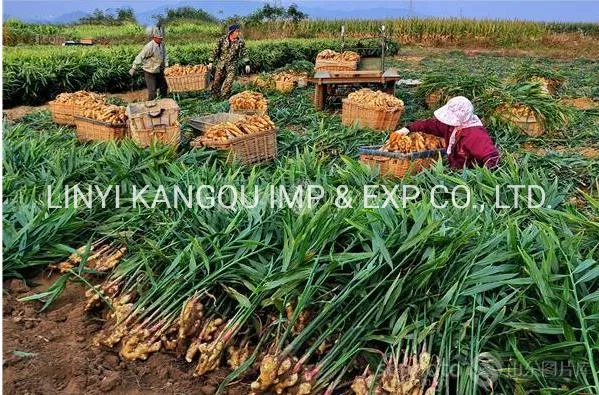Hot Sale New Crop Organic Fresh Air Dried Ginger