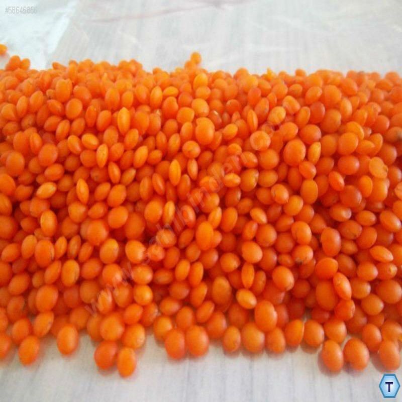 Hot Sale New Crop Red Lentils with High Quality and Best Price