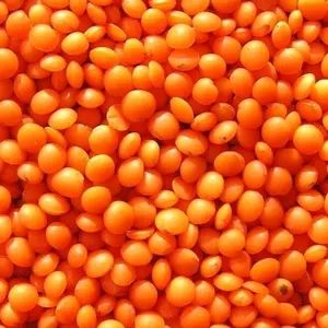 Hot Sale New Crop Red Lentils with High Quality and Best Price