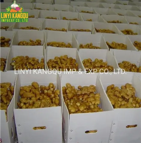 Hot Selling Ginger Good Quality Ginger Fresh Ginger