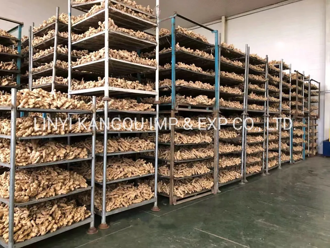 Hot Selling Ginger Good Quality Ginger Fresh Ginger
