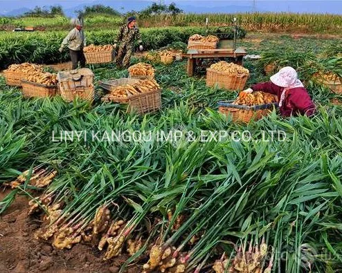 Hot Selling Ginger Good Quality Ginger Fresh Ginger
