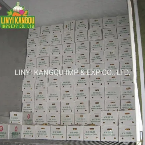 Hot Selling Ginger Good Quality Ginger Fresh Ginger