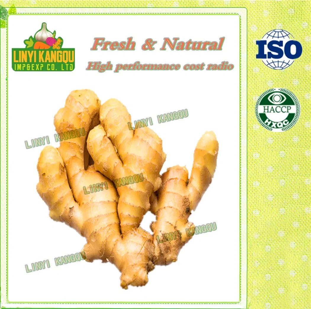 Hot Selling Ginger Good Quality Ginger Fresh Ginger