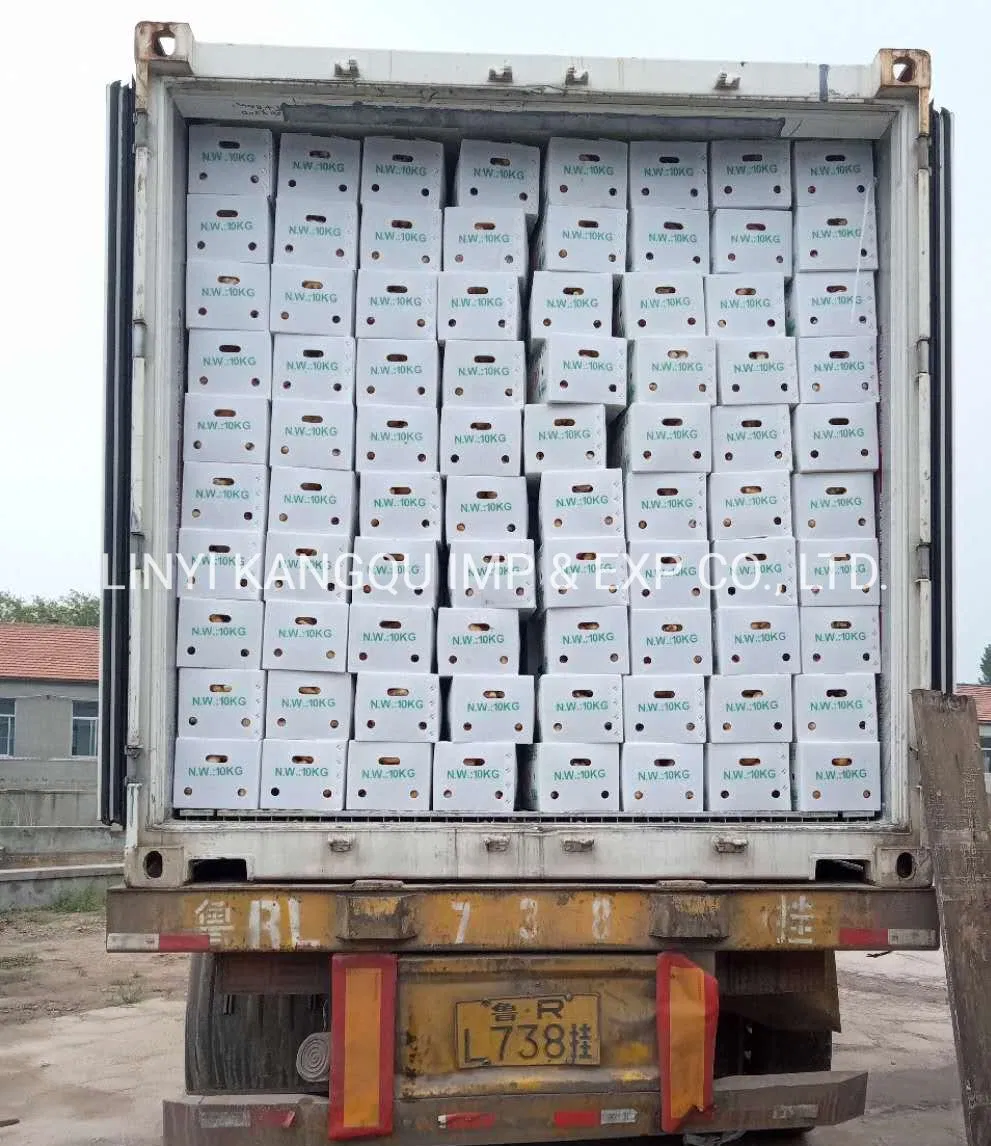 Hot Selling Ginger Good Quality Ginger Fresh Ginger