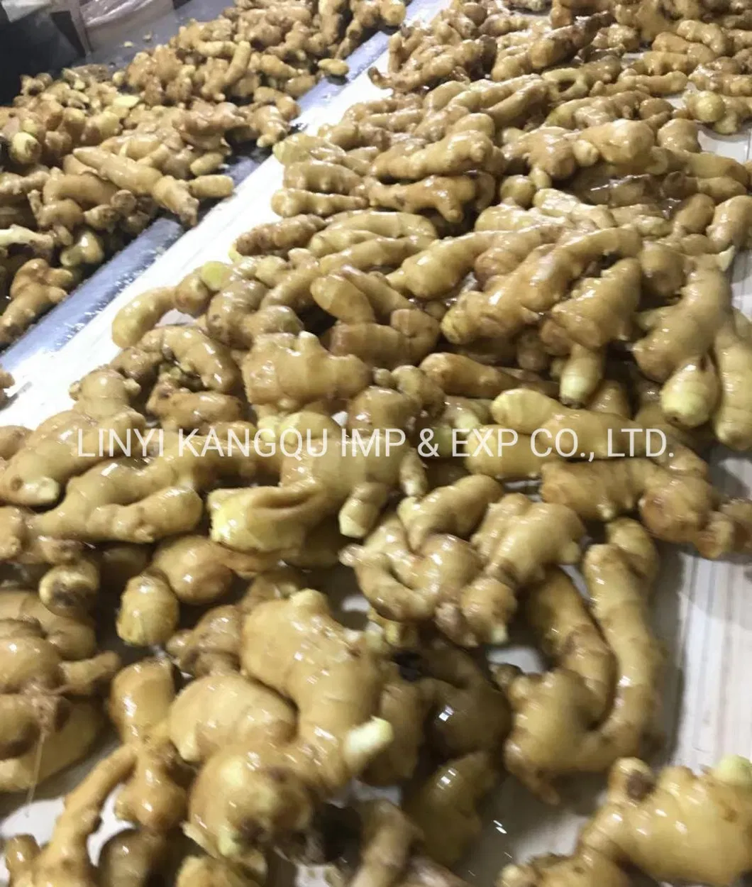 Hot Selling Ginger Good Quality Ginger Fresh Ginger