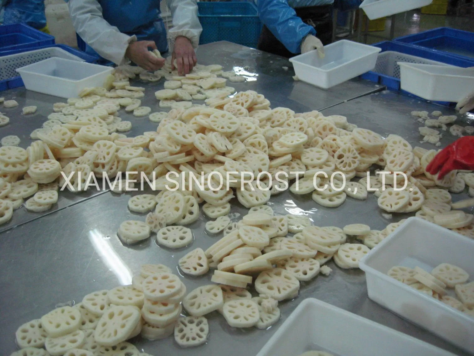 IQF Shiitake Slices,Frozen Shiitakes Whole,IQF Lotus Root Slices,Frozen Lotus Roots Cuts,IQF Shiitake Cuts,IQF Water Chestnut Dices,Frozen Whole Water Chestnuts