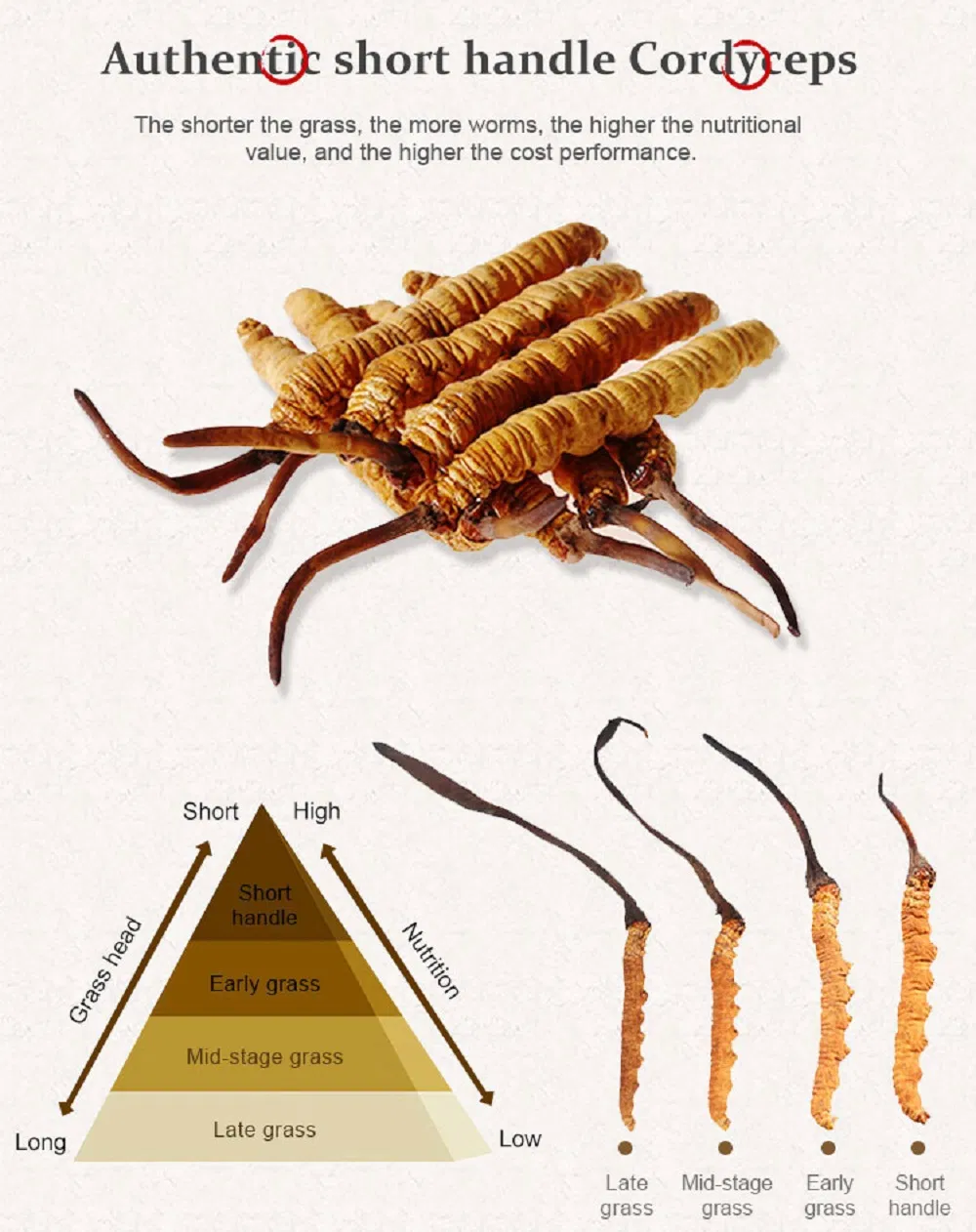 Jiuzhitang Cordyceps Sinensis Dong Chong Xia Cao Herbal Medicines Aweto