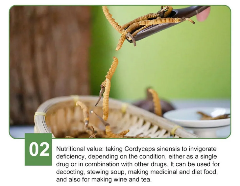 Jiuzhitang Cordyceps Sinensis Dong Chong Xia Cao Herbal Medicines Aweto