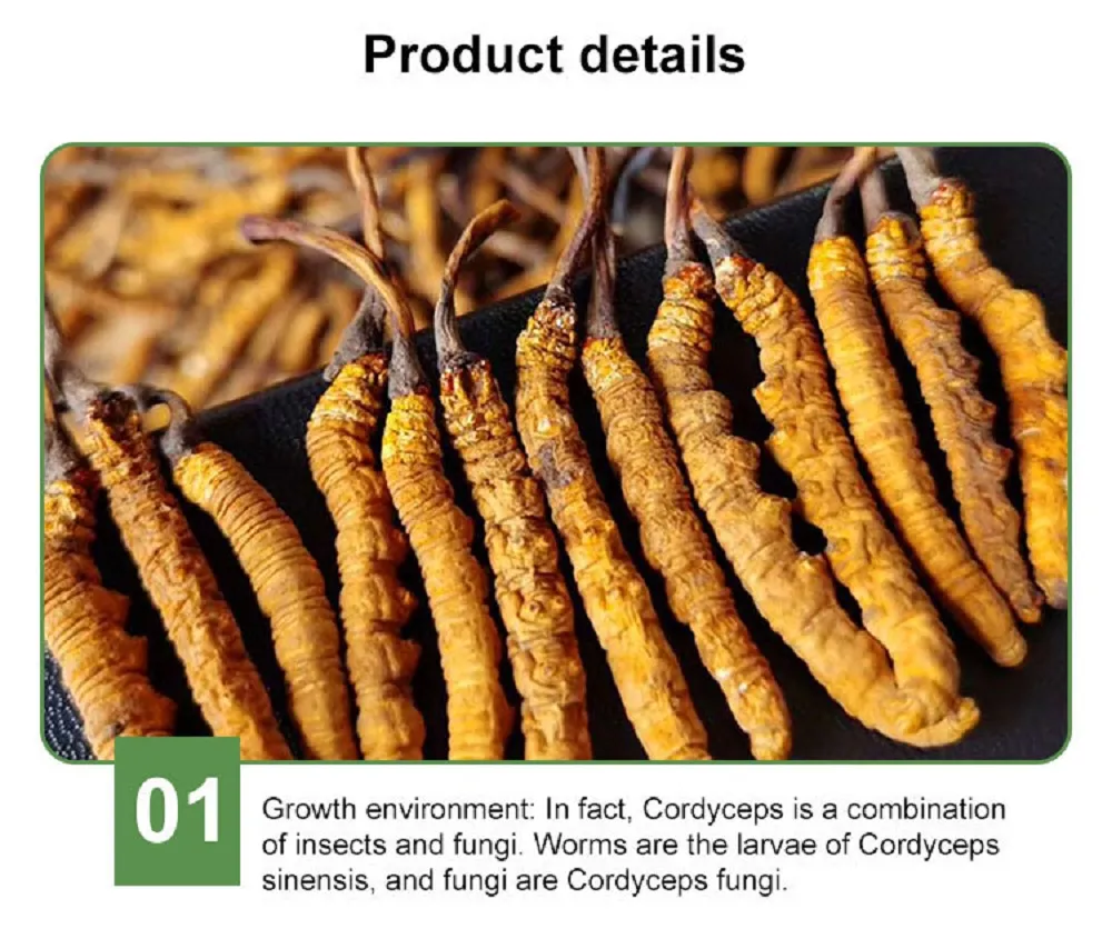 Jiuzhitang Cordyceps Sinensis Dong Chong Xia Cao Herbal Medicines Aweto