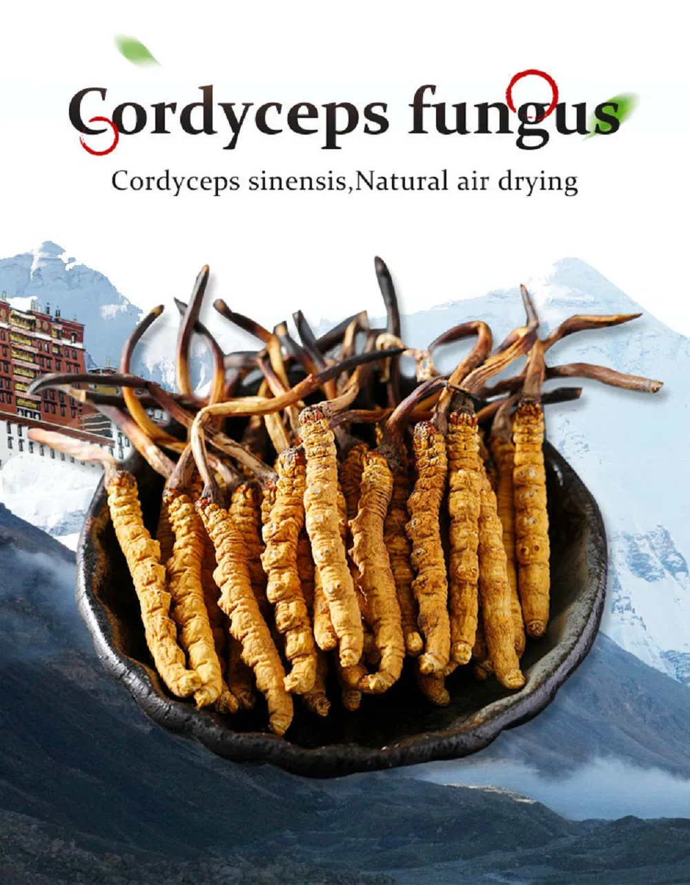 Jiuzhitang Cordyceps Sinensis Dong Chong Xia Cao Herbal Medicines Aweto