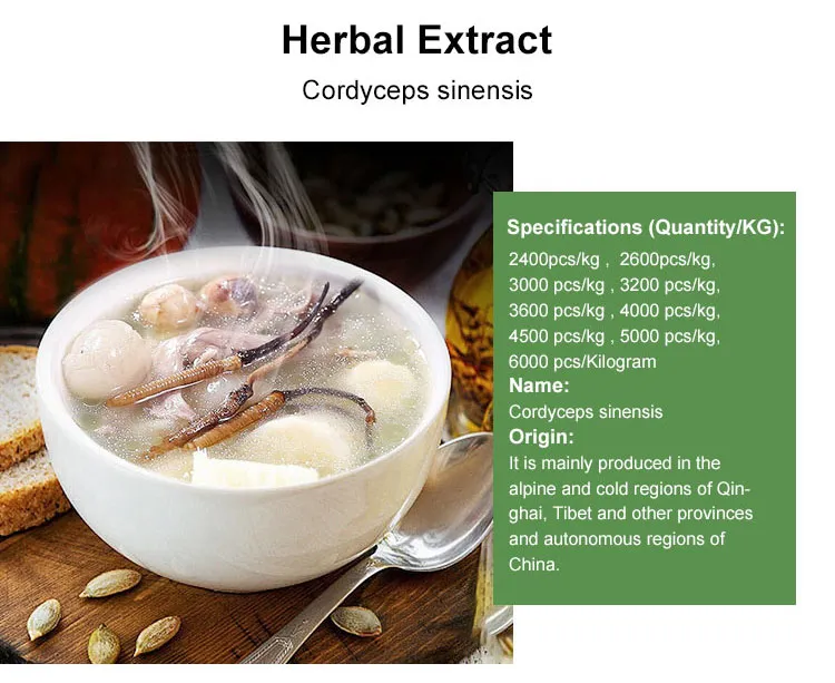 Jiuzhitang Cordyceps Sinensis Dong Chong Xia Cao Herbal Medicines Aweto