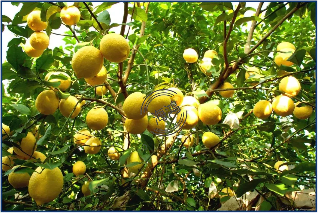 Lemon Fresh Fruit Citrus Yellow Lemon