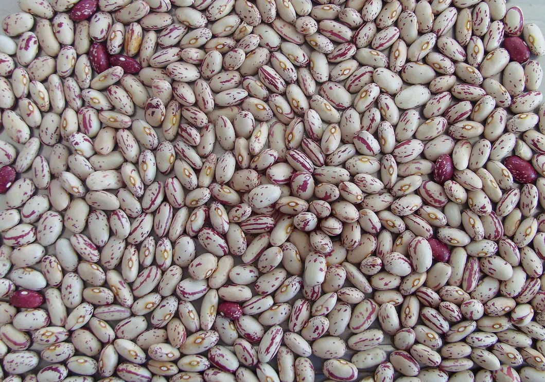 Light Speckled Kidney Beans (220-240grains/100g)