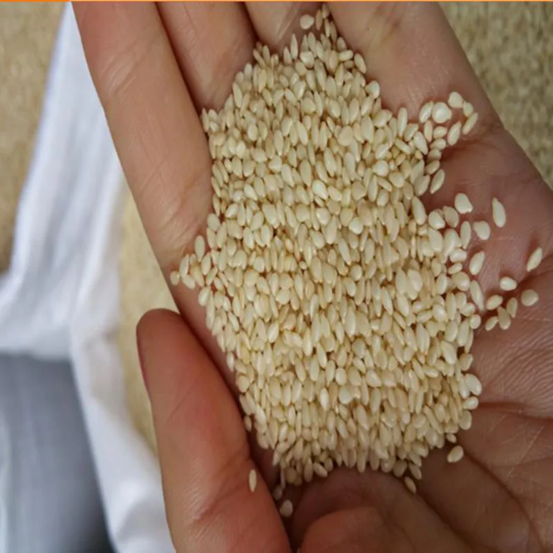 Lowest Factory Direct Price White Sesame Finest Quality of White Sesame Seed for Export