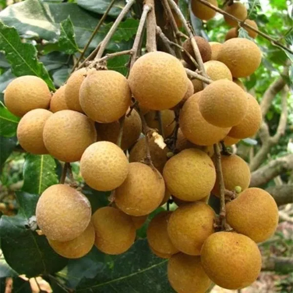 Manufacture of Canned Longan Fresh Fruit Food in Syrup with Cheap Price