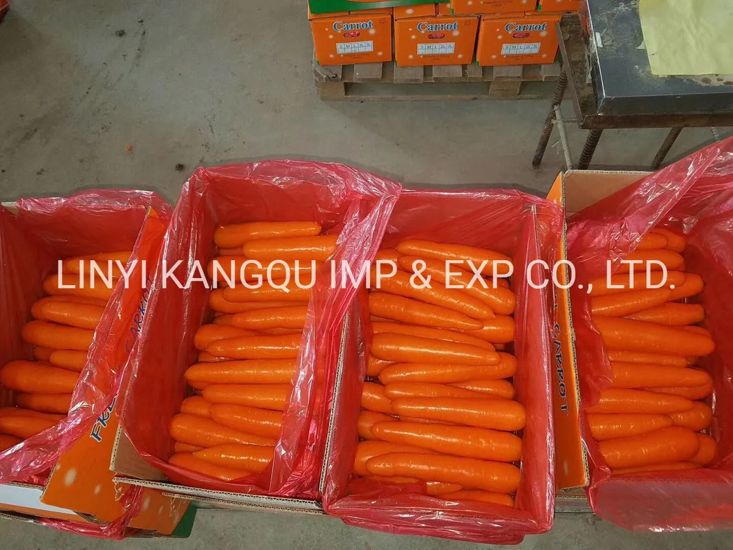Manufacturer Directly Supply High quality Organic Fresh Carrot with New Crop