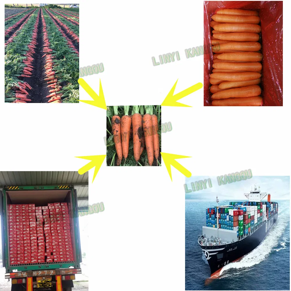 Manufacturer Directly Supply High quality Organic Fresh Carrot with New Crop