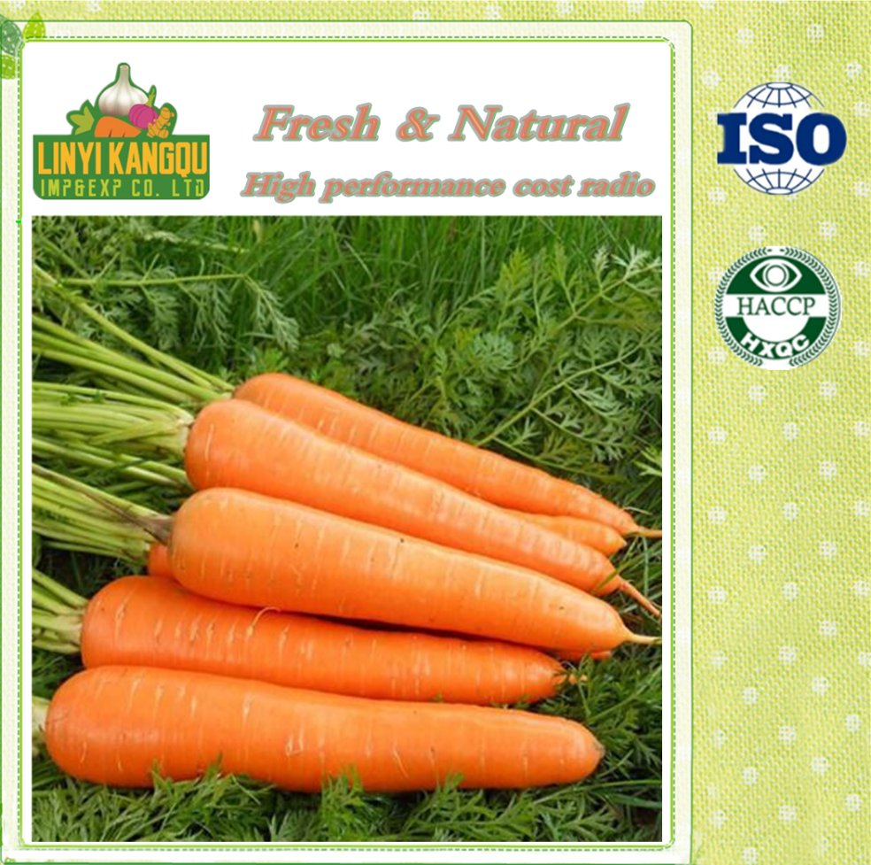 Manufacturer Directly Supply High quality Organic Fresh Carrot with New Crop