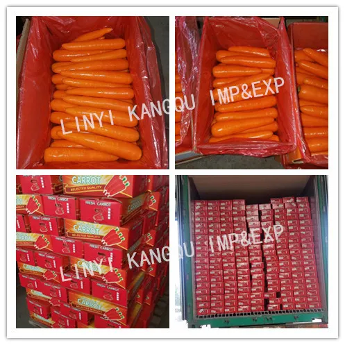 Manufacturer Directly Supply High quality Organic Fresh Carrot with New Crop