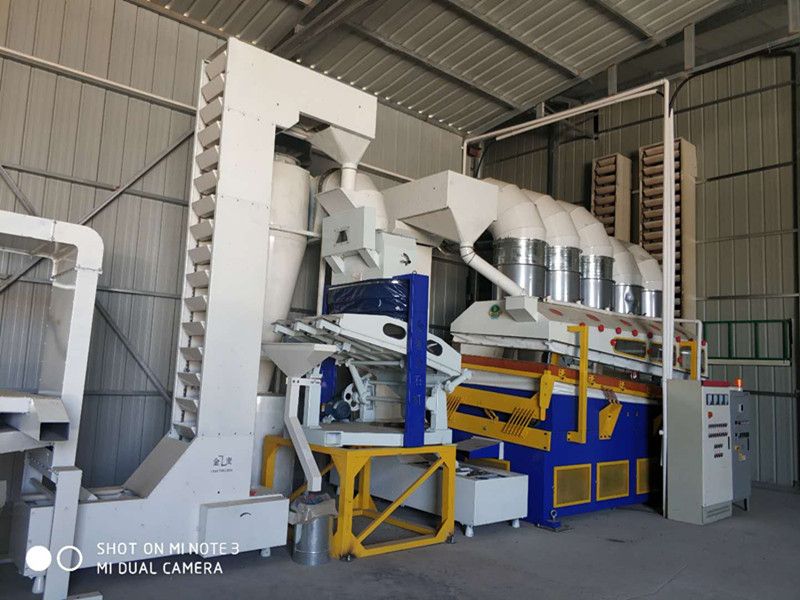 361 Sunflower Seed From Inner Mongolia China