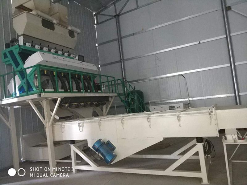 361 Sunflower Seed From Inner Mongolia China